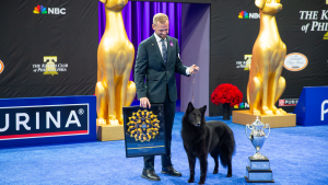 The Belgian Sheepdog, Soleil, and handler Daniel Martin of Princeton, N.C., won Best in Show at the 24th Annual National Dog Show presented by Purina.