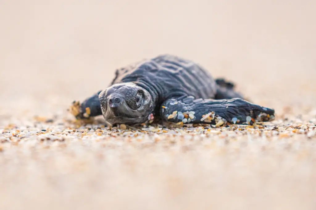 Sea turtle on beach surrounded by nurdles
